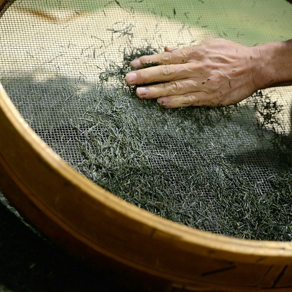 美濃白川茶　銘茶物語