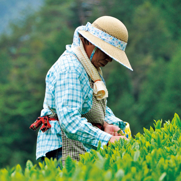 美濃白川茶　銘茶物語